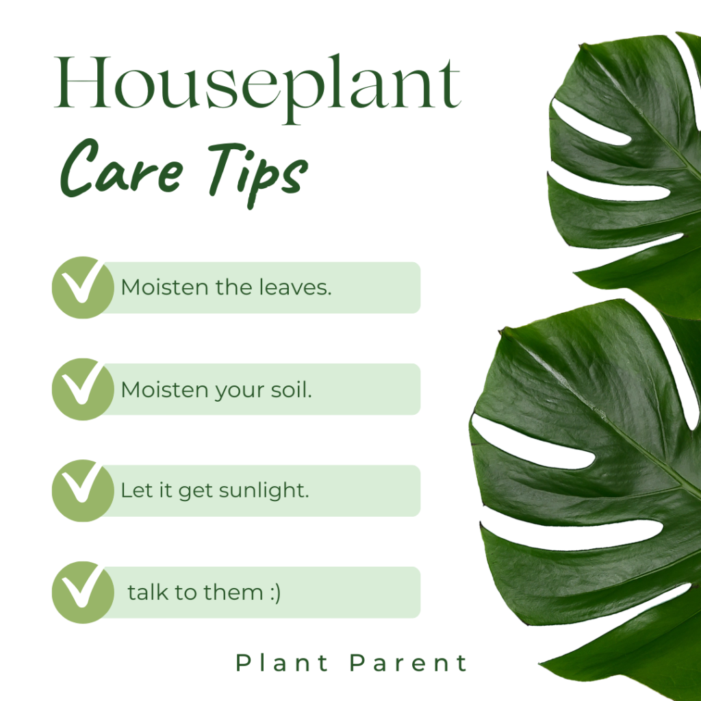 House Plants - Plant Parent Care