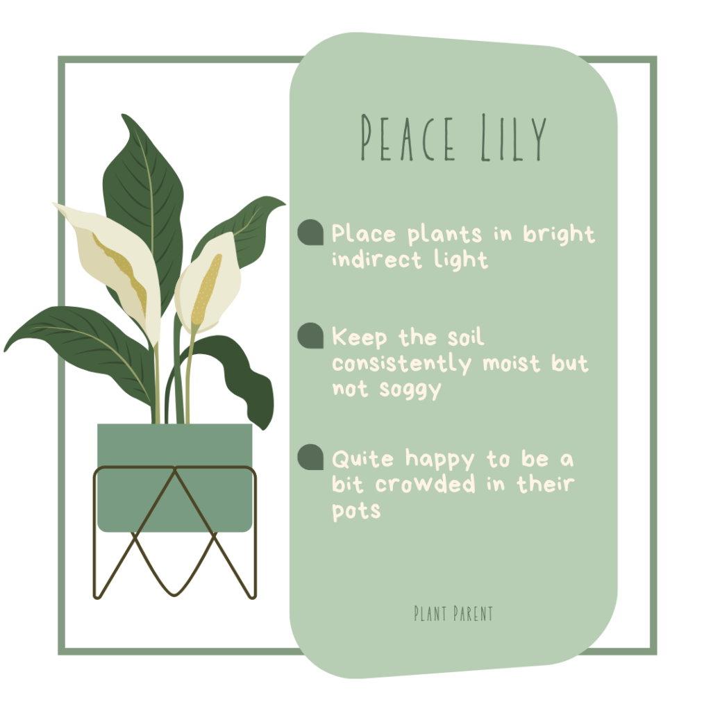 Peace Lilly - Plant Parent Care